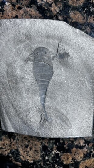 Picture of a fossil Eurypterid, Sea Scorpion